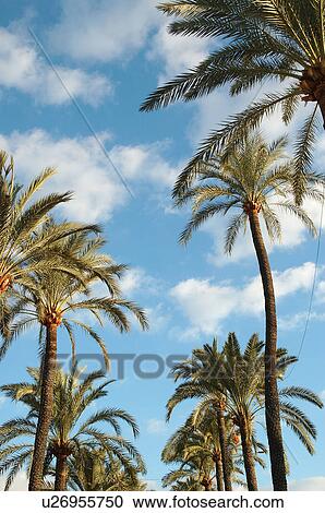 Palm trees with clouds in the sky View Large Photo Image Stock Image - Palm trees with clouds in the sky. Fotosearch