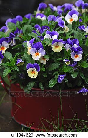 Pansies in a pot View Large Photo Image Stock Photo - Pansies in a pot. Fotosearch