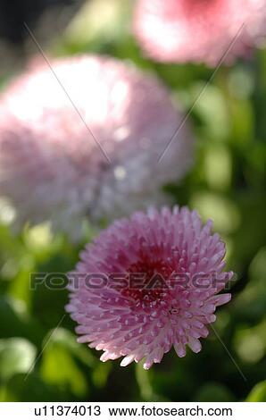 Stock Image - Pink Bellis perennis. Fotosearch