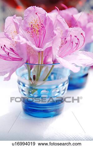 Pink blossom in glass View Large Photo Image Stock Photo - Pink blossom in glass. Fotosearch