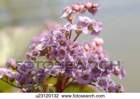 Stock Image - Pink blossom. Fotosearch