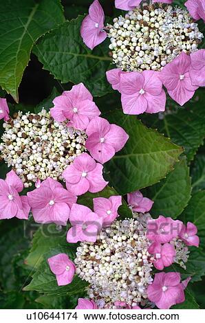 Picture - Pink flower. Fotosearch