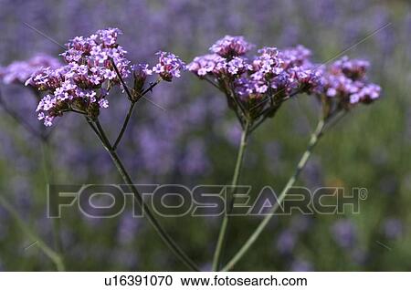 Stock Image - Pink flower. Fotosearch