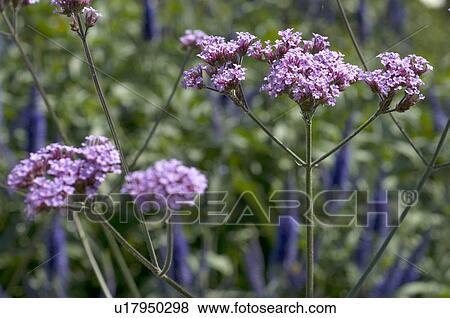 Stock Photo - Pink flower. Fotosearch