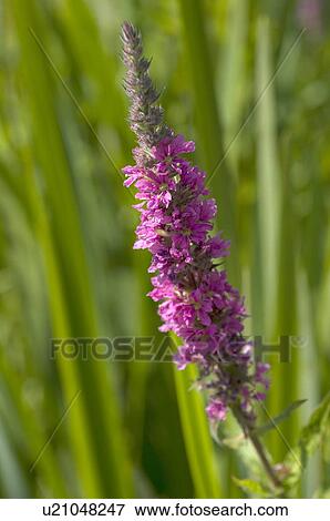 Pink flower View Large Photo Image Stock Photo - Pink flower. Fotosearch