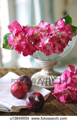 Pink flowers and plums View Large Photo Image Stock Photography - Pink flowers and plums. Fotosearch