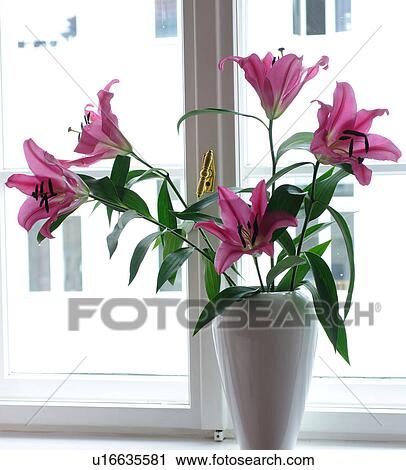 Stock Image - Pink lilies at the window. Fotosearch