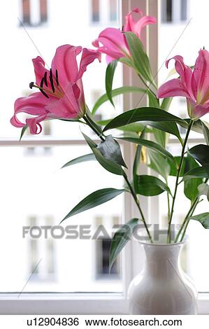 Stock Photograph - Pink lilies at the window. Fotosearch