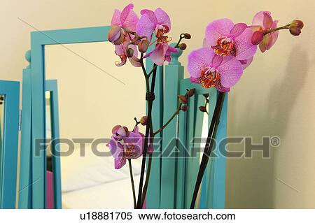 Pink orchid blossoms and mirror View Large Photo Image Stock Photography - Pink orchid blossoms and mirror. Fotosearch