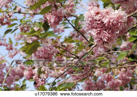 Pink tree blossoming View Large Photo Image Stock Photograph - Pink tree blossoming. Fotosearch