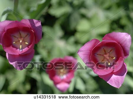Stock Photo - Pink tulips. Fotosearch