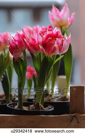Pink tulips View Large Photo Image Stock Photo - Pink tulips. Fotosearch