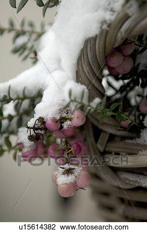 Plant with snowcapped fruits View Large Photo Image Stock Image - Plant with snowcapped fruits. Fotosearch