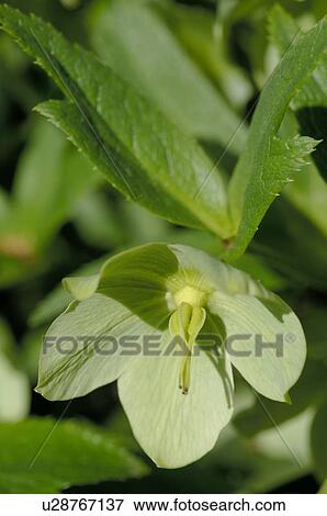 Plant with yellow blossom View Large Photo Image Stock Photo - Plant with yellow blossom. Fotosearch