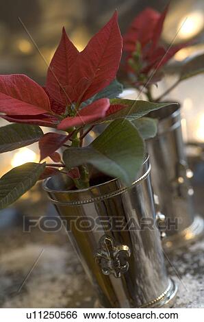 Stock Photograph - Poinsettia. Fotosearch