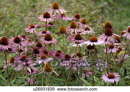 Purple cornflower View Large Photo Image Stock Photo - Purple cornflower. Fotosearch