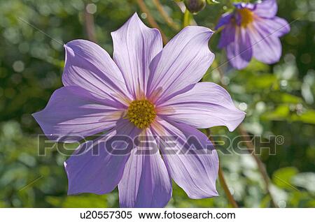 Purple flower View Large Photo Image Stock Photography - Purple flower. Fotosearch