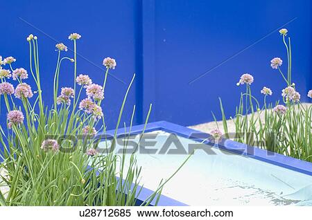 Stock Photography - Purple flowers in ornamental garden. Fotosearch