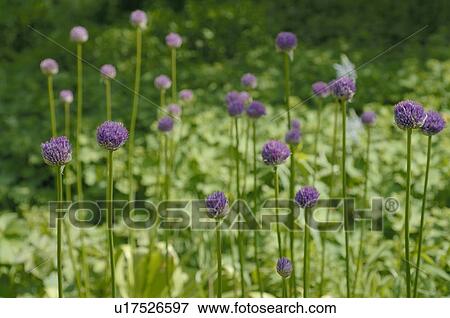 Purple flowers View Large Photo Image Stock Photo - Purple flowers. Fotosearch