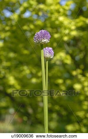 Stock Photograph - Purple flowers. Fotosearch
