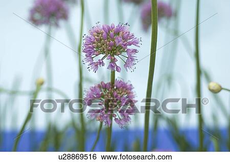 Purple flowers View Large Photo Image Stock Photograph - Purple flowers. Fotosearch