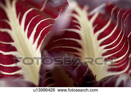 Radicchio leaves View Large Photo Image Stock Photograph - Radicchio leaves. Fotosearch