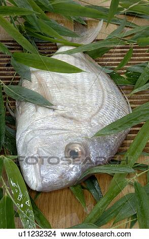 Raw sea bream View Large Photo Image Picture - Raw sea bream. Fotosearch