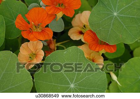 Red flowers and leaves View Large Photo Image Stock Photo - Red flowers and leaves. Fotosearch