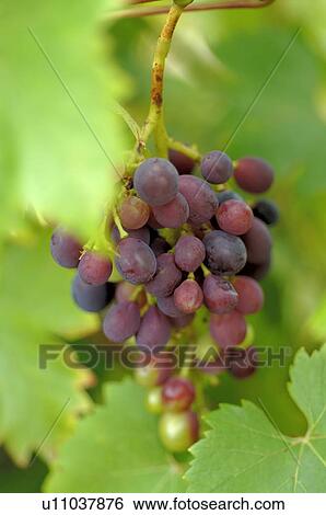 Red grapes View Large Photo Image Stock Photograph - Red grapes. Fotosearch