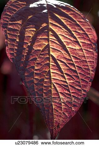 Stock Photograph - Red leaf. Fotosearch