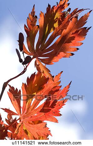 Stock Image - Red leaves of a tree. Fotosearch