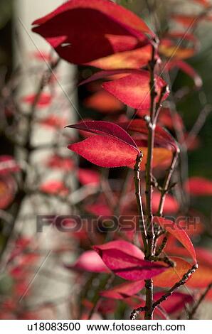 Red leaves of a tree View Large Photo Image Stock Image - Red leaves of a tree. Fotosearch