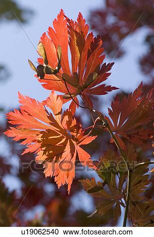 Stock Image - Red leaves of a tree. Fotosearch
