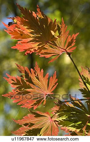 Red leaves of a tree View Large Photo Image Stock Photo - Red leaves of a tree. Fotosearch