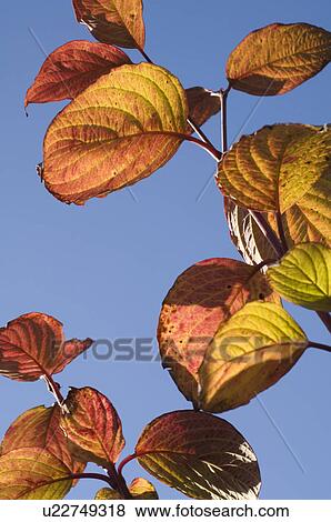 Red leaves of a tree View Large Photo Image Stock Photo - Red leaves of a tree. Fotosearch
