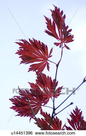 Red leaves of a tree View Large Photo Image Stock Photograph - Red leaves of a tree. Fotosearch