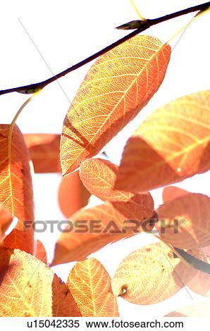 Red leaves of a tree View Large Photo Image Stock Photography - Red leaves of a tree. Fotosearch