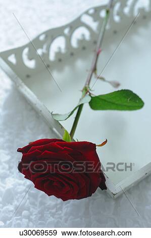Stock Photo - Red rose on tray. Fotosearch
