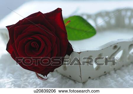 Red rose on tray View Large Photo Image Stock Photograph - Red rose on tray. Fotosearch