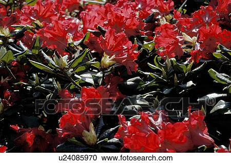 Rhododendron with red blossoms View Large Photo Image Stock Image - Rhododendron with red blossoms. Fotosearch