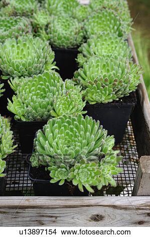 Rock garden plants View Large Photo Image Picture - Rock garden plants. Fotosearch
