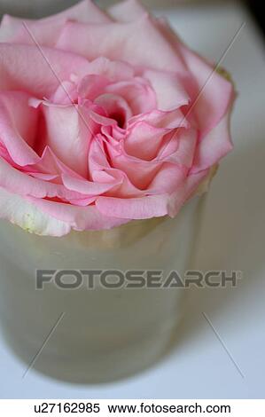 Rose blossom in a glass View Large Photo Image Stock Photography - Rose blossom in a glass. Fotosearch