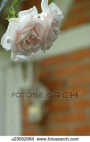 Picture - Rose blossom outdoors. Fotosearch