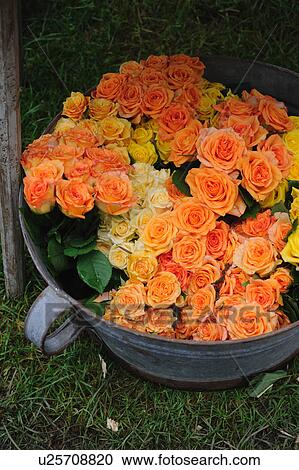 Rose blossoms in bucket View Large Photo Image Stock Image - Rose blossoms in bucket. Fotosearch