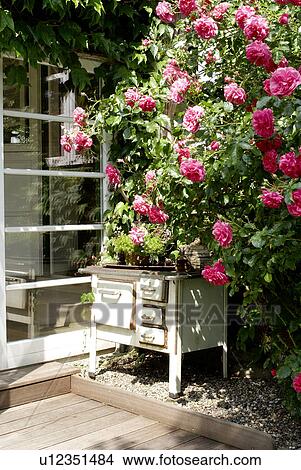 Rose bush and old oven on terrace View Large Photo Image Picture - Rose bush and old oven on terrace. Fotosearch