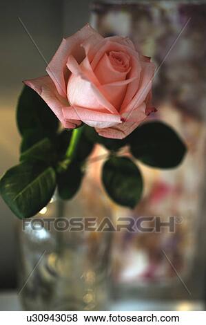Rose in a glass vase View Large Photo Image Stock Photo - Rose in a glass vase. Fotosearch