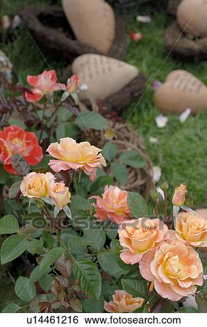 Rosebush in garden View Large Photo Image Stock Photograph - Rosebush in garden. Fotosearch