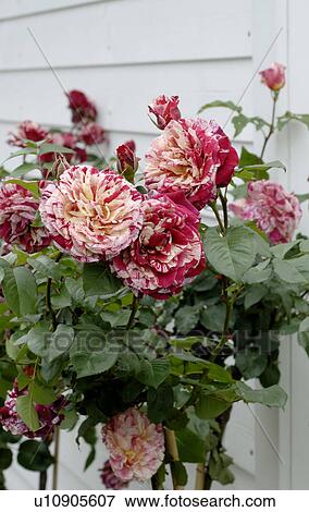 Rosebush with marbled blossoms View Large Photo Image Stock Photo - Rosebush with marbled blossoms. Fotosearch
