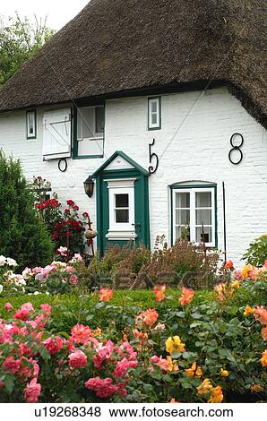 Stock Photo - Rosebushes in front of a house with thatched roof. Fotosearch