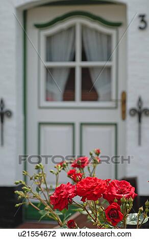Roses in front of house entrance View Large Photo Image Stock Image - Roses in front of house entrance. Fotosearch